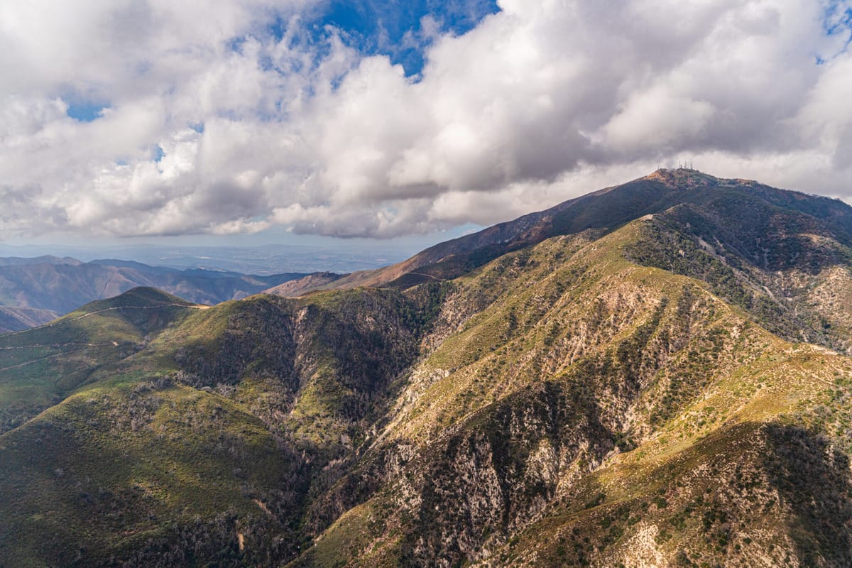 Wild forest in southern california