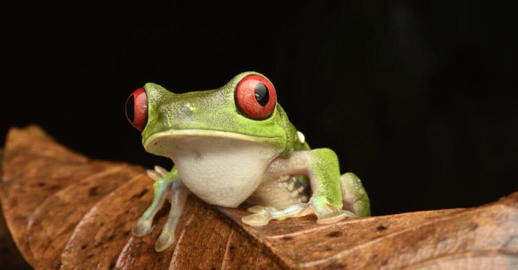 Red-eyed tree frog on brown leaf, showcasing vivid colors and captivating details.
