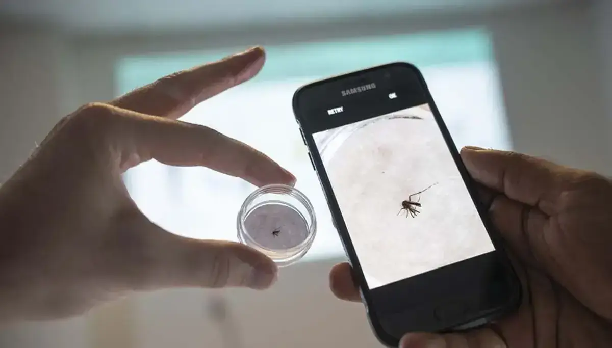 Using an ai tool in a smartphone to identify a disease-spreading mosquito.