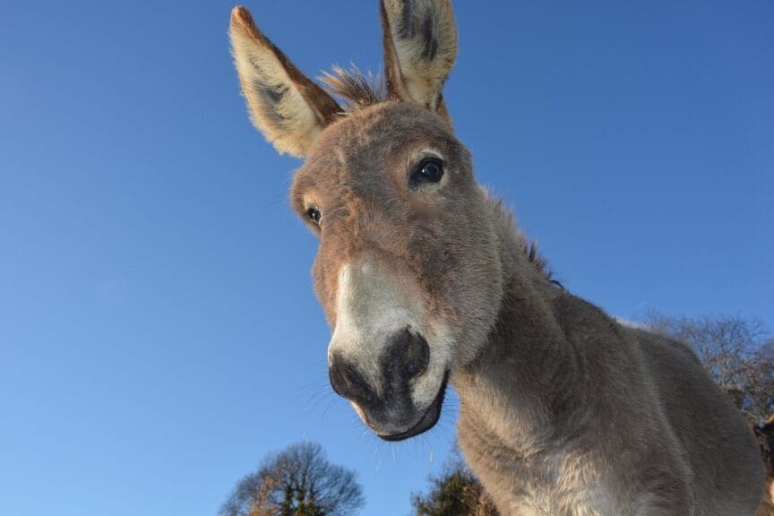 Cute donkey