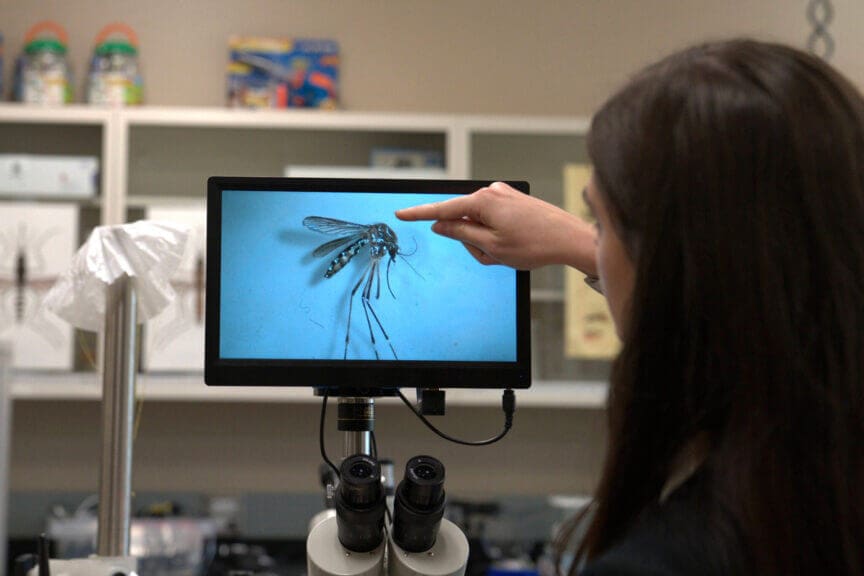 Mosquitoes in colorado examined in a lab