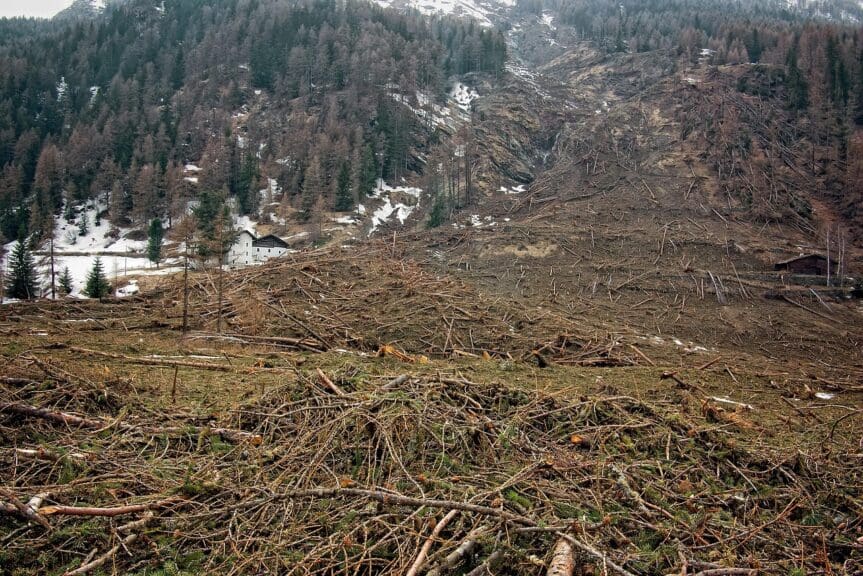 Deforestation trail of missing trees. Save the planet. Wipe less.