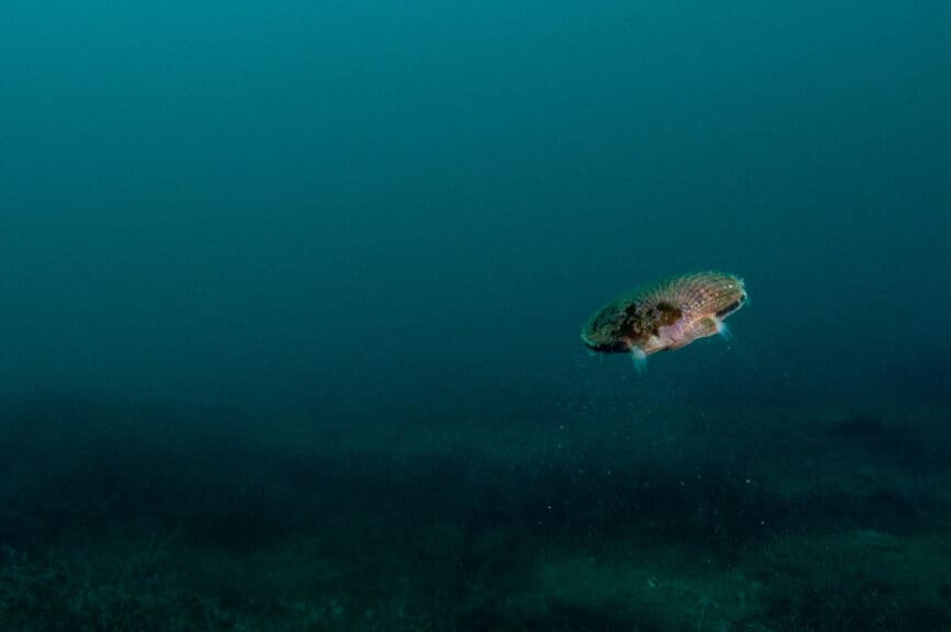 Queen scallop swimming in arctic waters. Another species sensitive to ocean acidification.