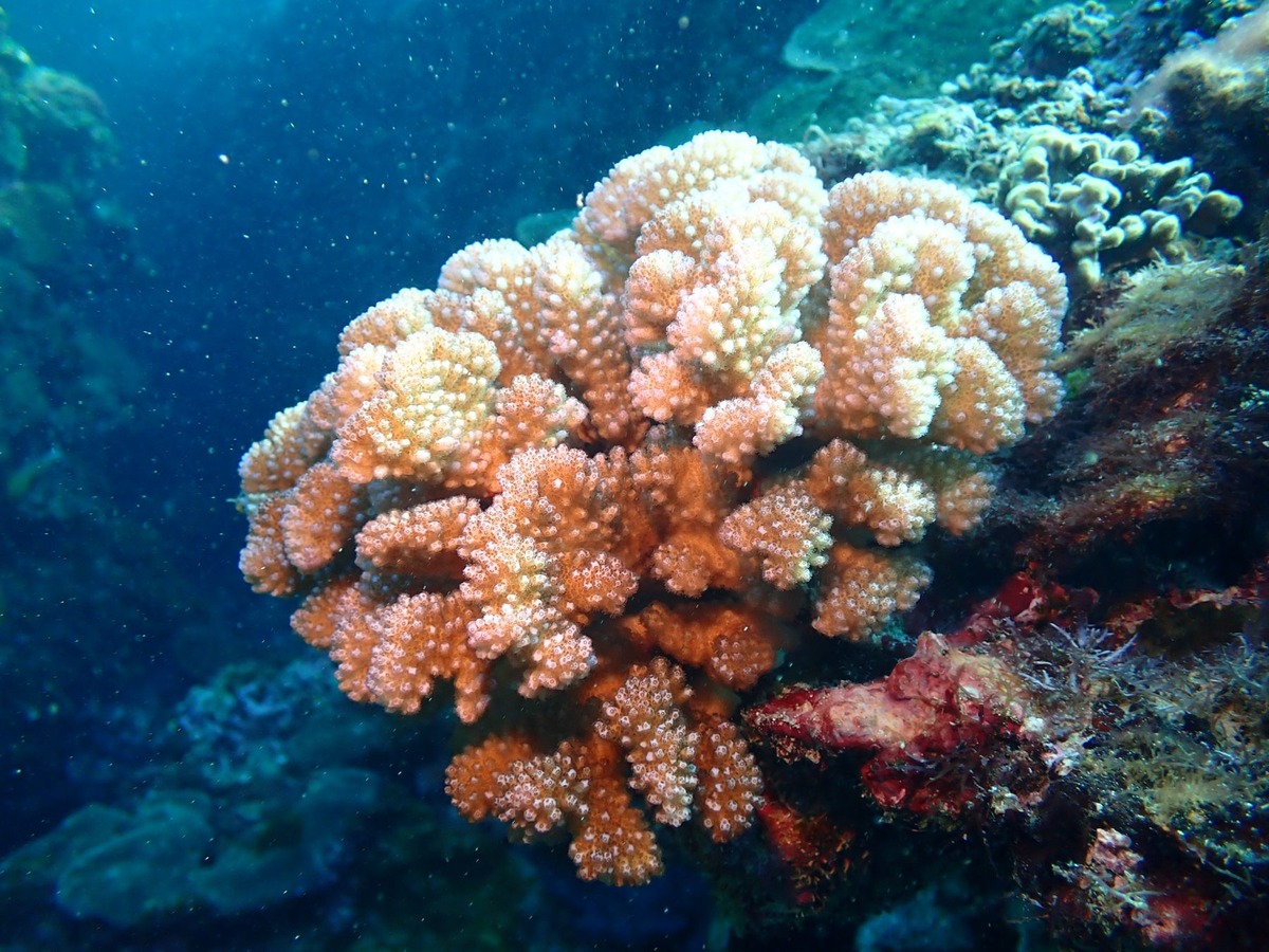 Coral reefs
