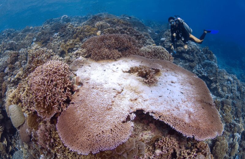 Bleached coral on coral reef