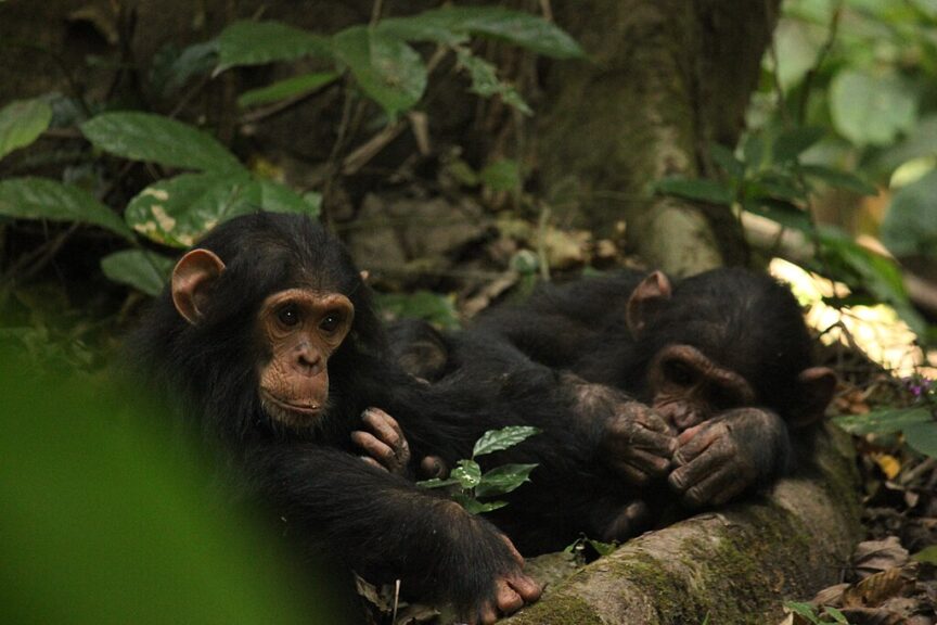 Baby chimps in the area jane goodall studied chimps