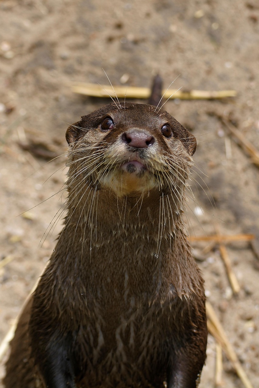 Nosy otter