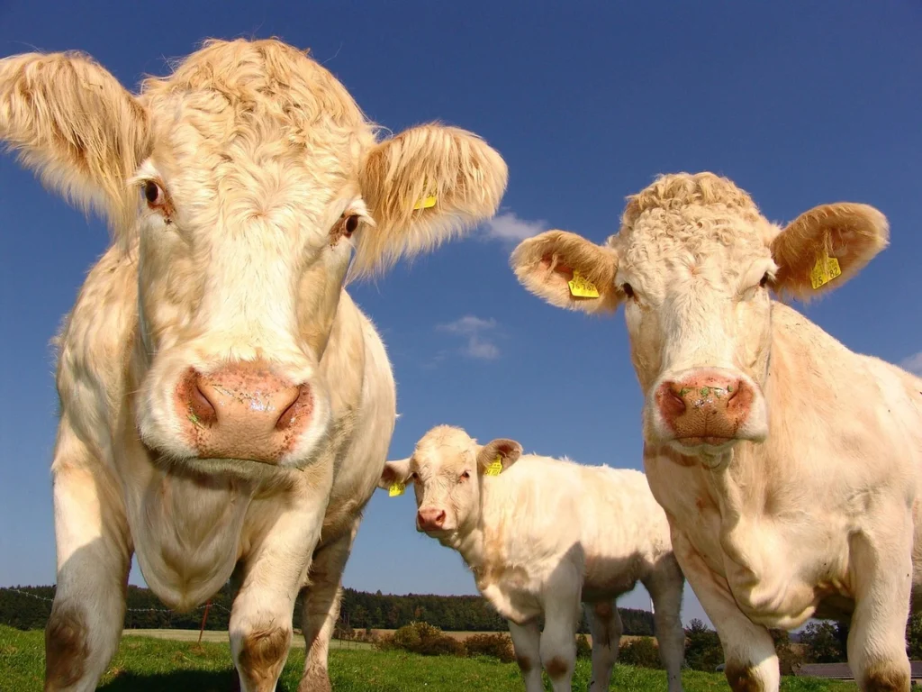 Cows staring, mad about farm bill