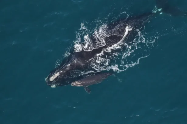 Whale and baby swim together where ocean speed limits help to keep them safe