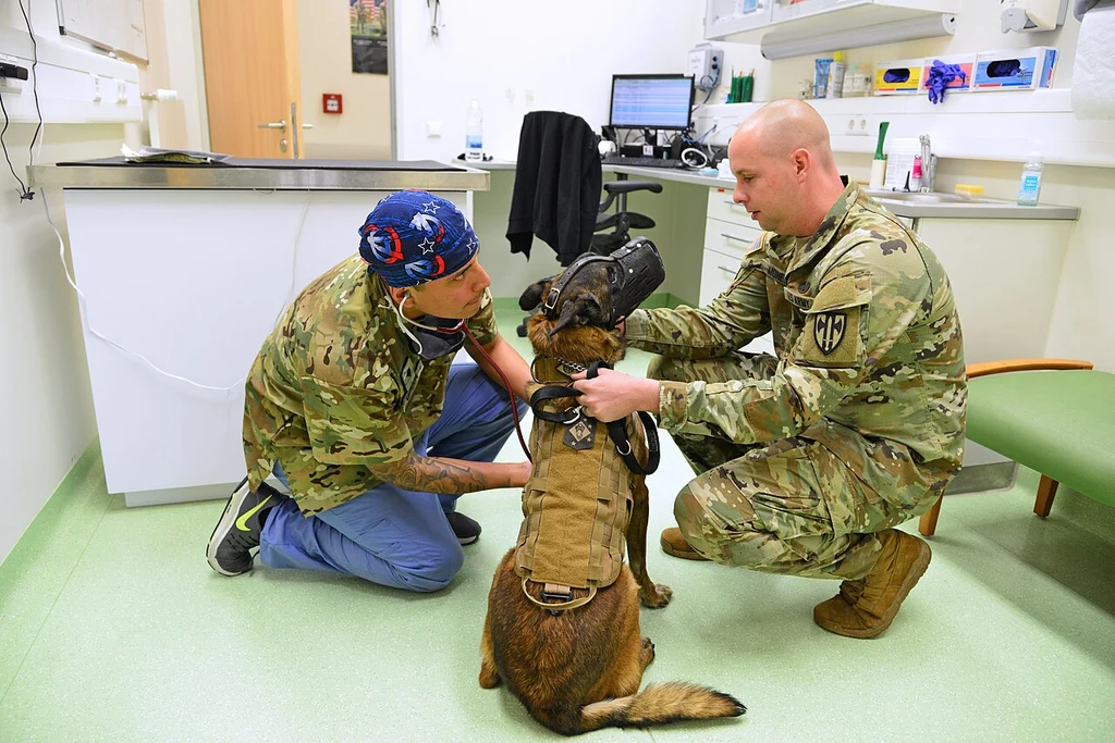 A military working dog at the vet