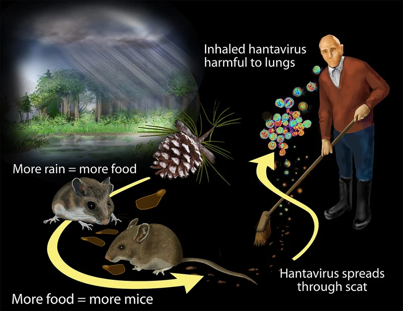 Hantavirus infographic