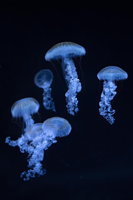 An iranian drone swarm were seen flying in a jellyfish formation. Blue jellyfish in dark ocean